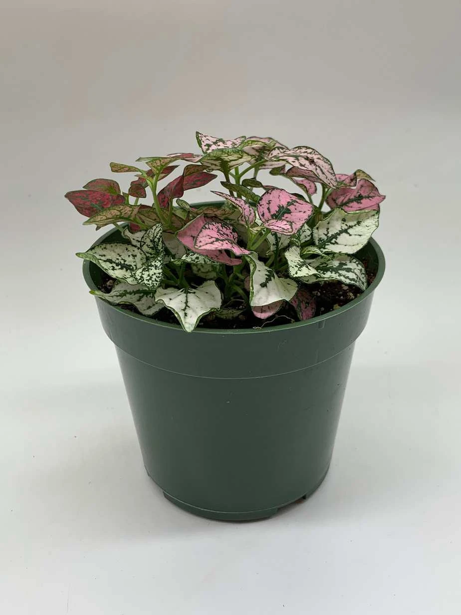 Polka-dot-plant, Hypoestes Phyllostachya, Tricolor, Red Pink And White, Very Limited, In A 4 Inch Pot Super Cute - Image 4