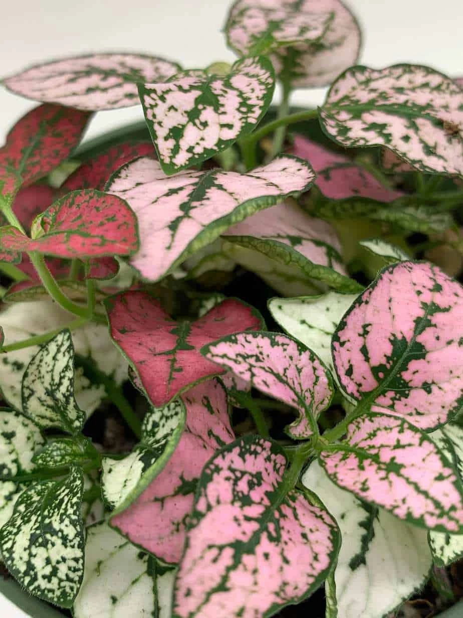 Polka-dot-plant, Hypoestes Phyllostachya, Tricolor, Red Pink And White, Very Limited, In A 4 Inch Pot Super Cute - Image 7