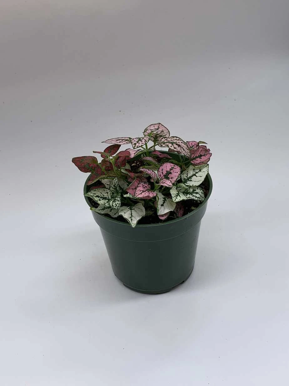 Polka-dot-plant, Hypoestes Phyllostachya, Tricolor, Red Pink And White, Very Limited, In A 4 Inch Pot Super Cute - Image 8