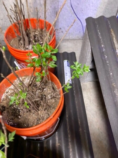 Persimmon Tree Seedling (American) Seedling - Image 2