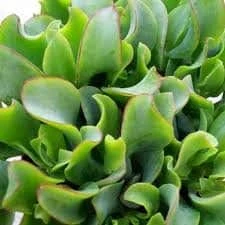 Large Succulent Plant Ripple Jade Wavy Rippled Green Petals Wonderful Addition To Drought Tolerant Landscape