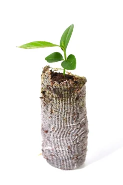 TreesAgain Lemon, Lime & Orange Tree-Lot Of 3-citrus Starter Pack