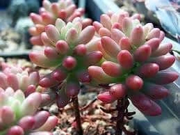 Medium Sedum Aurora Also Known As Jelly Beans - Image 2