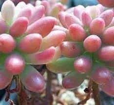 Medium Sedum Aurora Also Known As Jelly Beans - Image 3