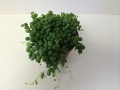 Medium Succulent Plant - Senecio Rowleyanus 'String Of Pearls'