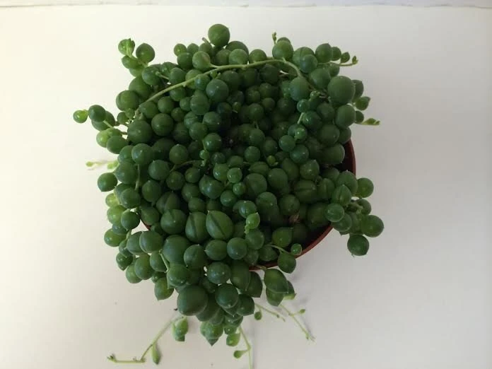 Medium Succulent Plant - Senecio Rowleyanus 'String Of Pearls' - Image 2