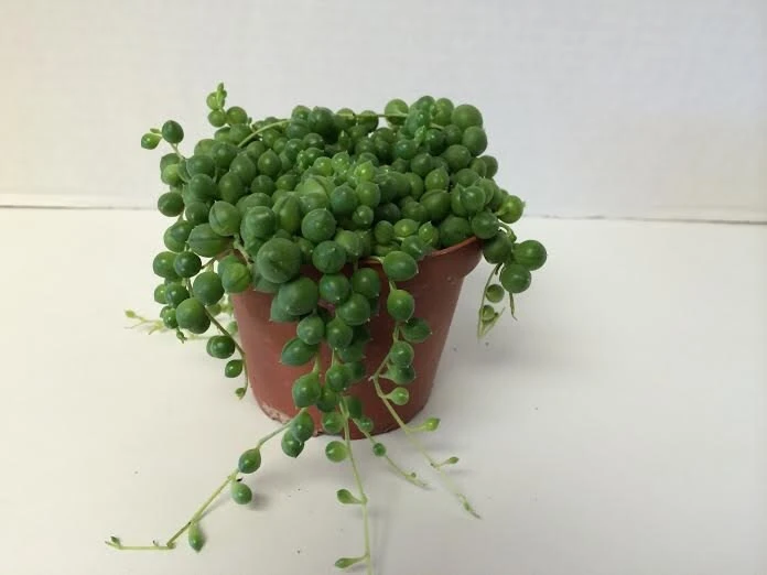 Medium Succulent Plant - Senecio Rowleyanus 'String Of Pearls' - Image 3