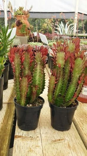 Mature Royal Red | Good Luck Plant - Image 3