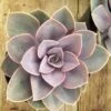 Large Succulent Plant -Purple Echeveria, Perle Von Nurnberg