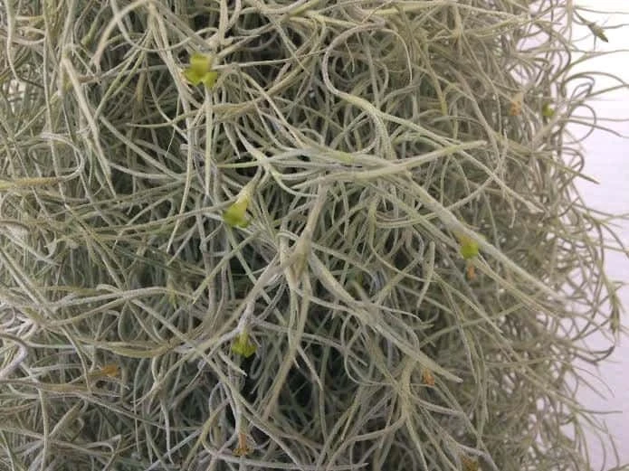 Air Plant Mature Live Spanish Moss | A Silvery-gray Plant That Is So Unique. - Image 2