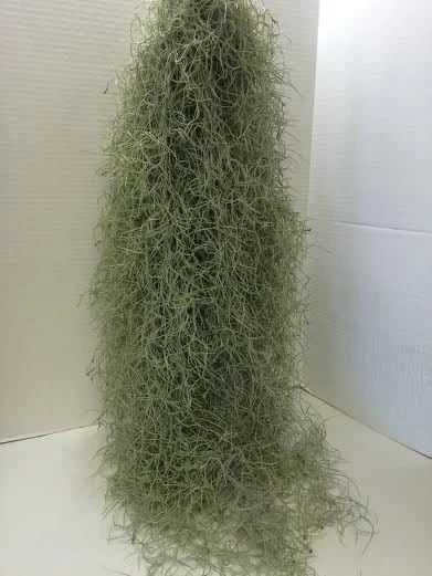 Air Plant Mature Live Spanish Moss | A Silvery-gray Plant That Is So Unique.
