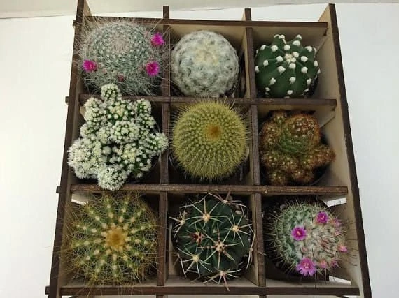 Shadow Box Nine Cacti Planter