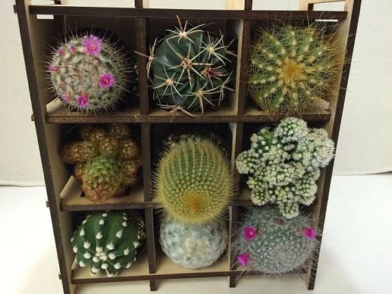Shadow Box Nine Cacti Planter - Image 4