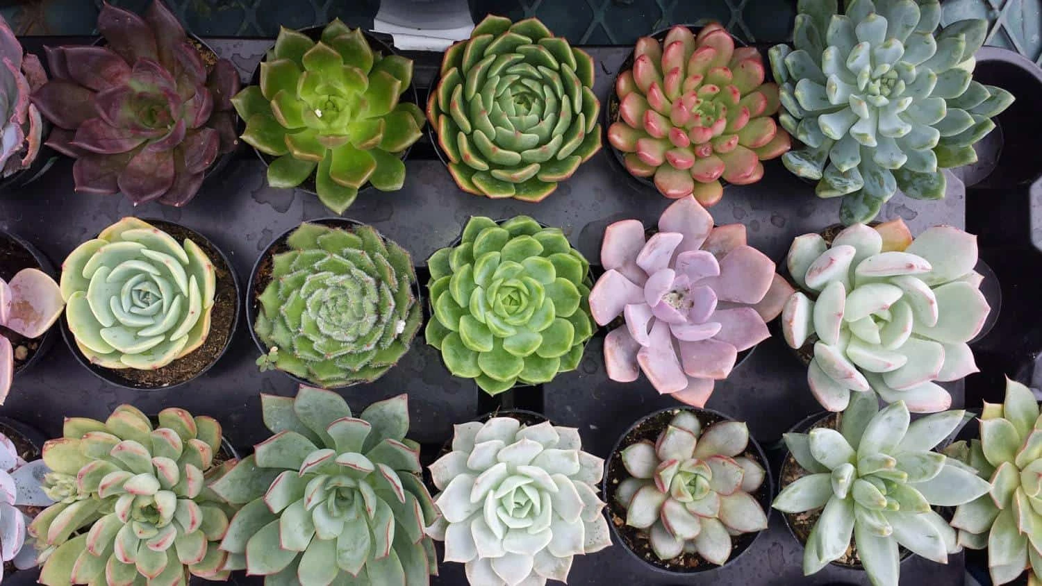 Eight Small Succulent Plants - You Choose 8 - Image 2