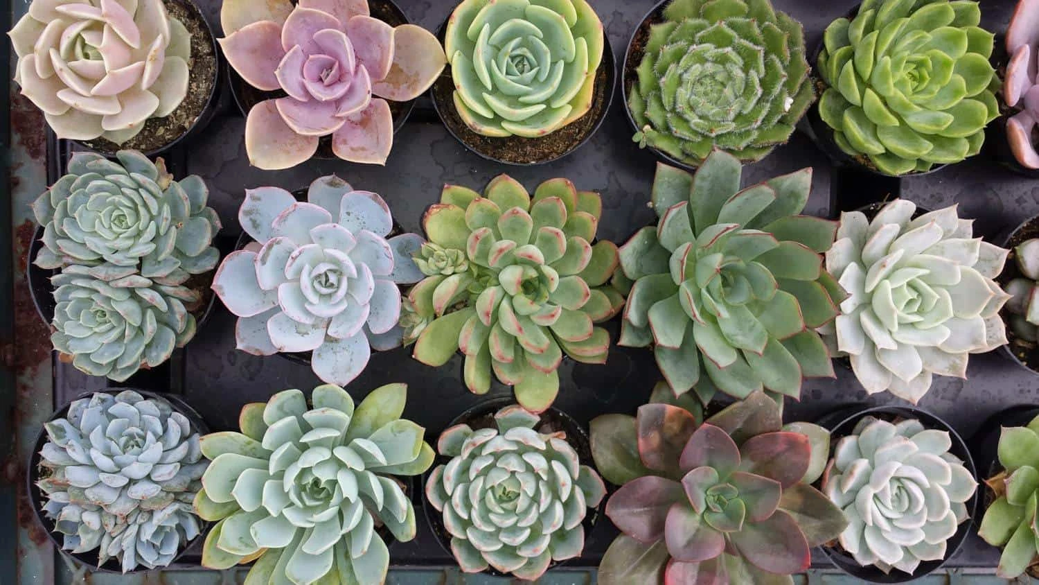 Eight Small Succulent Plants - You Choose 8 - Image 3