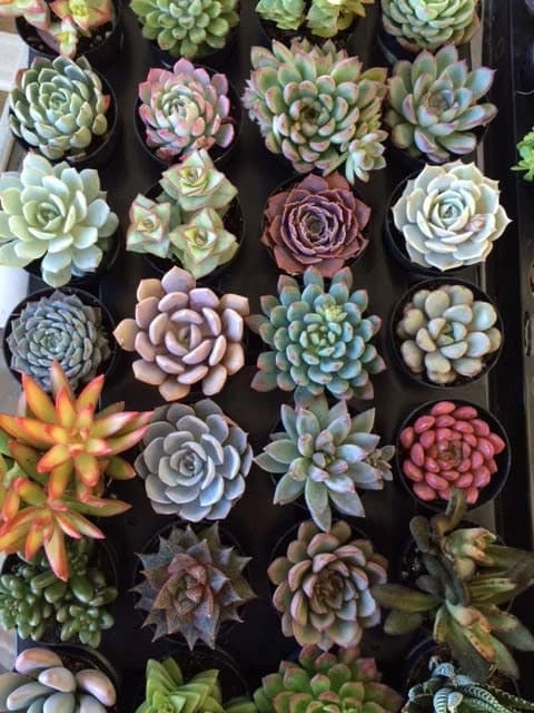 Eight Small Succulent Plants - You Choose 8 - Image 5