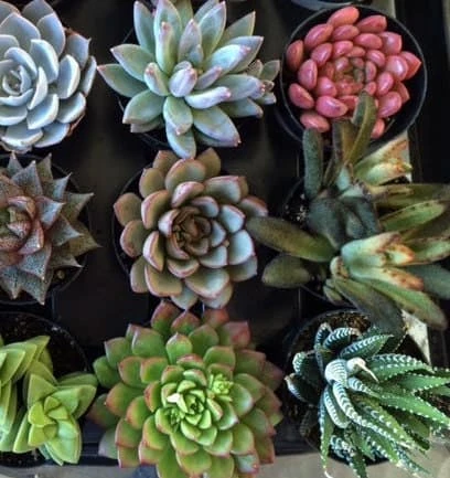 Eight Small Succulent Plants - You Choose 8