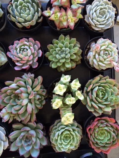 Eight Small Succulent Plants - You Choose 8 - Image 4