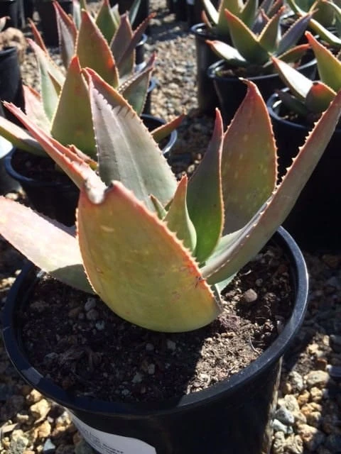 Mature Aloe Hybrid | Aloe Striata Hybrid Or Ghost Aloe | A Beautiul Purple-gray Aloe - Image 3