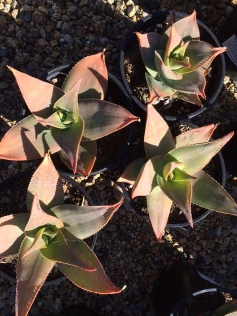 Mature Aloe Hybrid | Aloe Striata Hybrid Or Ghost Aloe | A Beautiul Purple-gray Aloe - Image 5