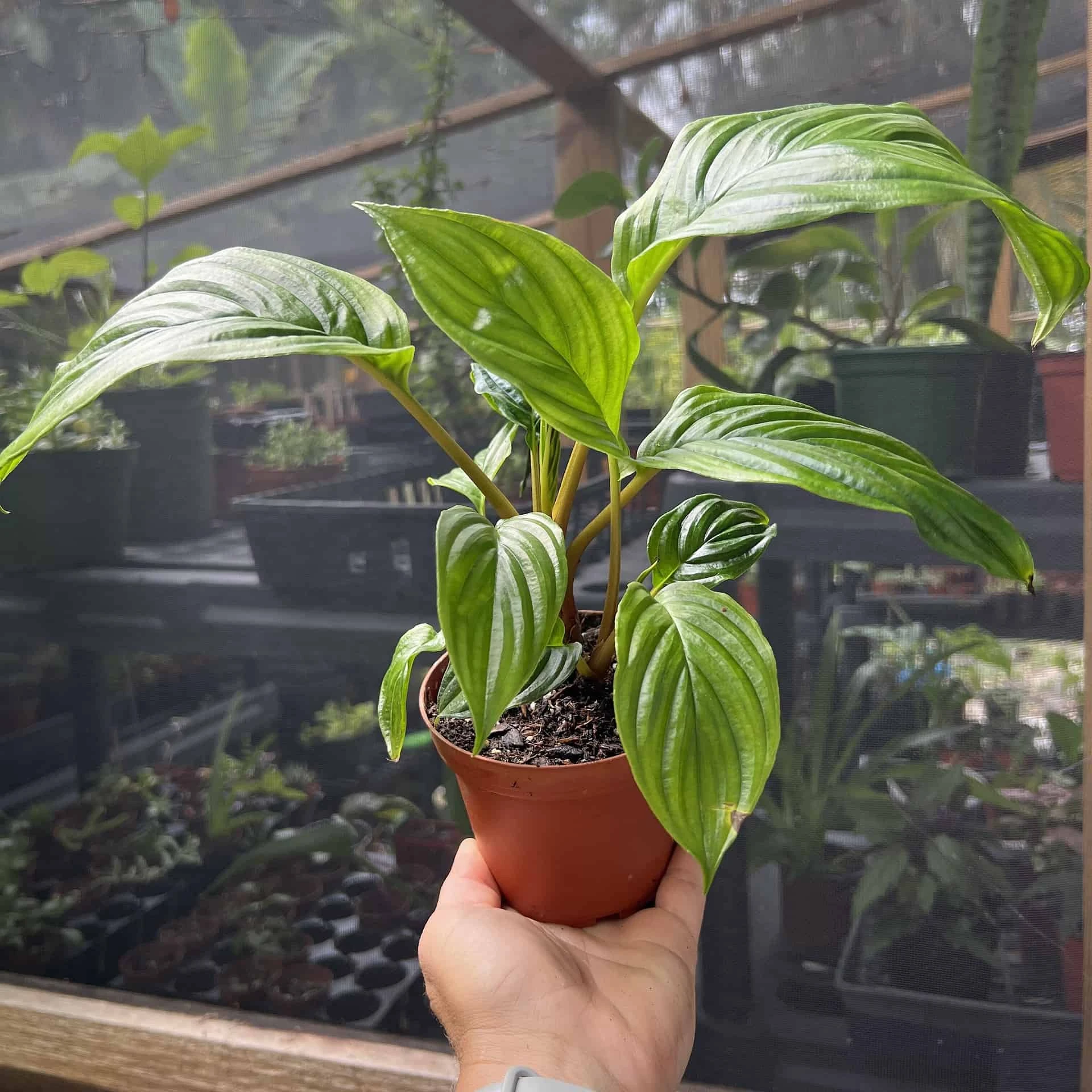 Tacca Chantrieri Bat Plant In 4in Pot “cat Whiskers” - Image 2