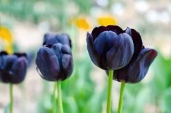 Black Tulip Bulbs For Planting