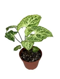 Syngonium Podophyllum “Batik”