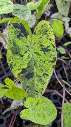 Colocasia - Mojito - Starter Plant - Image 3