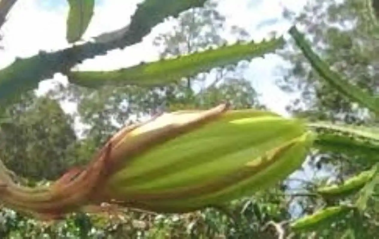 Pitaya Dragon Fruit Plant (2 Cuttings) - Image 2