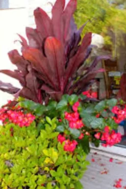 Ti Cordyline Plant Ships Free.