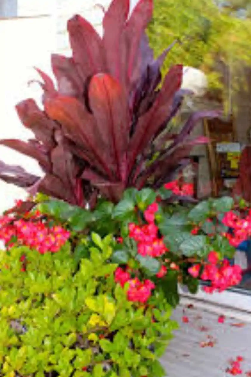 Ti Cordyline Plant Ships Free.