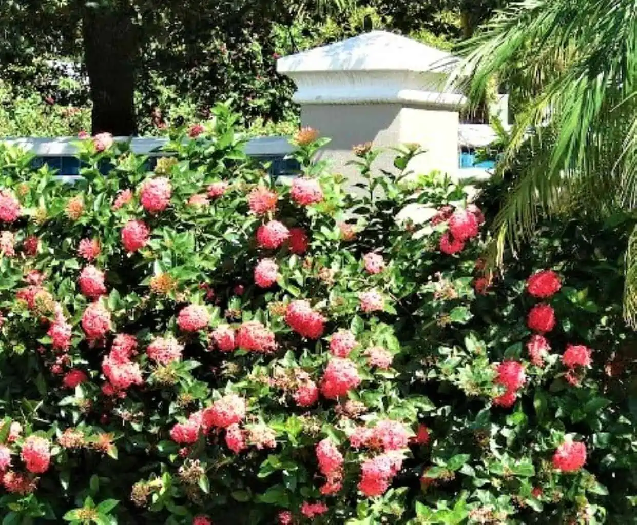 Ixora Coccinea Dwarf Pink Ships Free. - Image 3