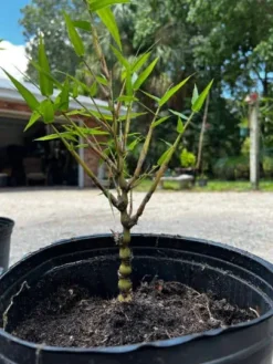 Bambusa Ventricosa 'Kimmei' 1gal Live Plant