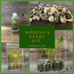Moringa Plant Starter Grow Kit | Plants, Seeds, Bio Stimulant |
