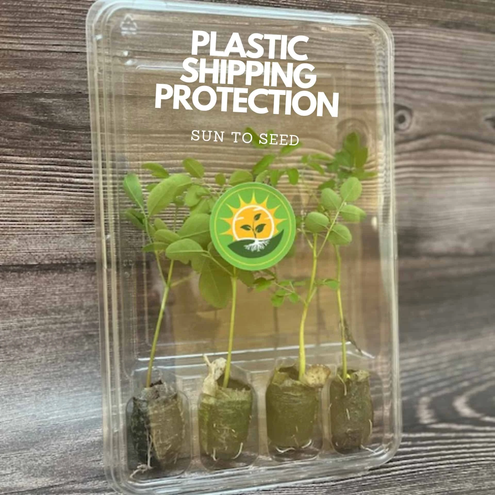 Live Rooted Moringa Seedlings | Naturally Grown | Miracle Tree - Image 2