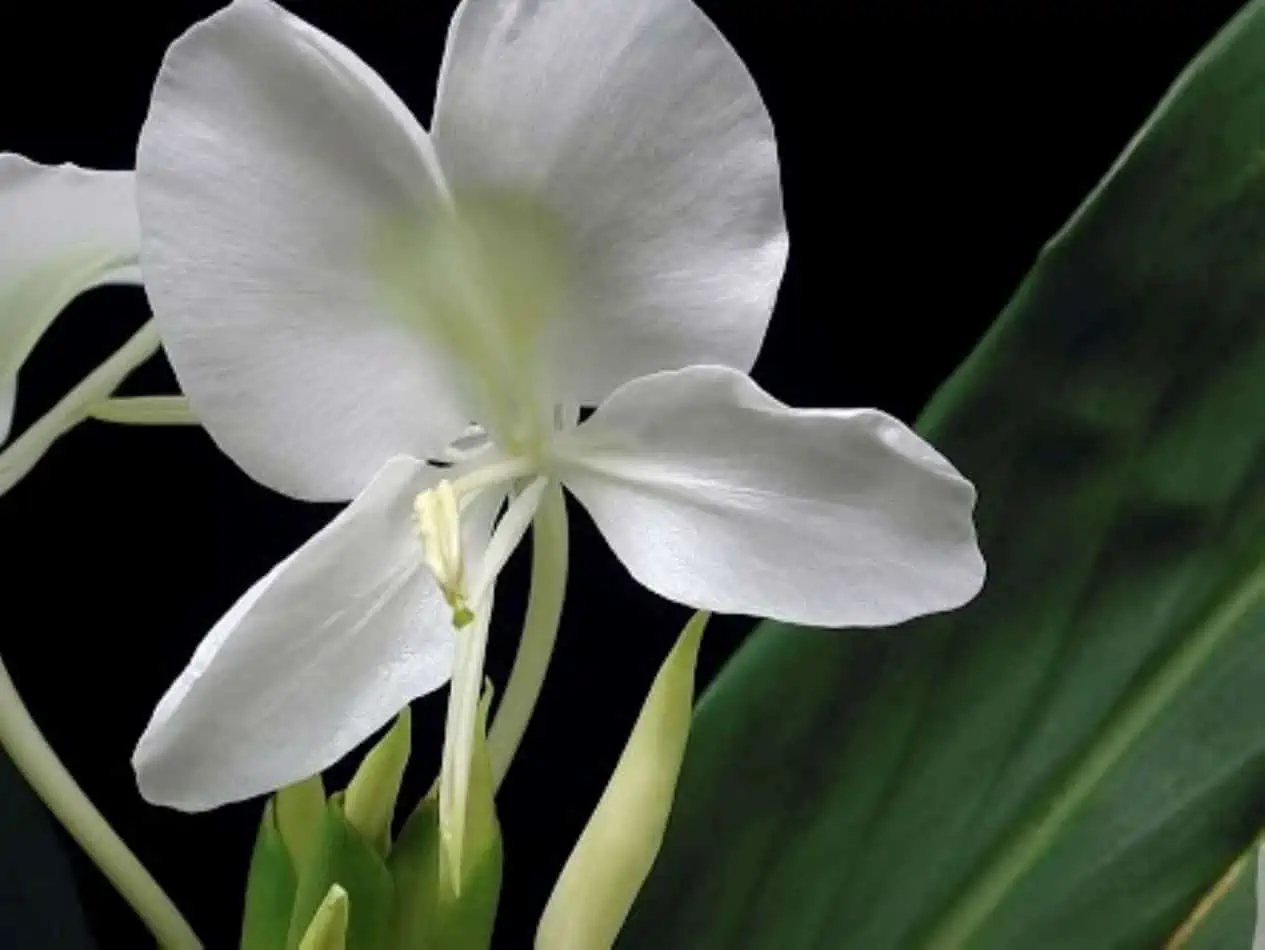 Hawaiian White Ginger Hedychium Coronarium Ships Free - Image 2