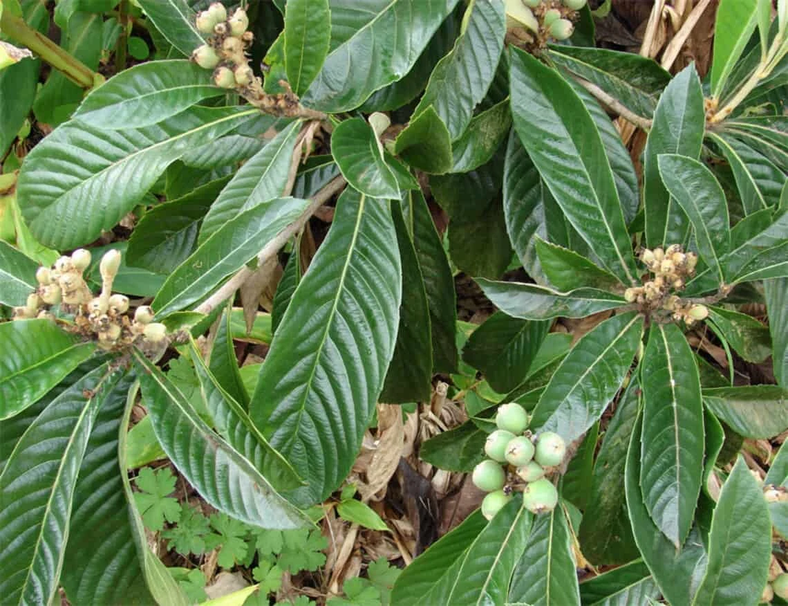 Loquat Eriobotrya Japonica Seedlings In 3.5" Pot - Image 6