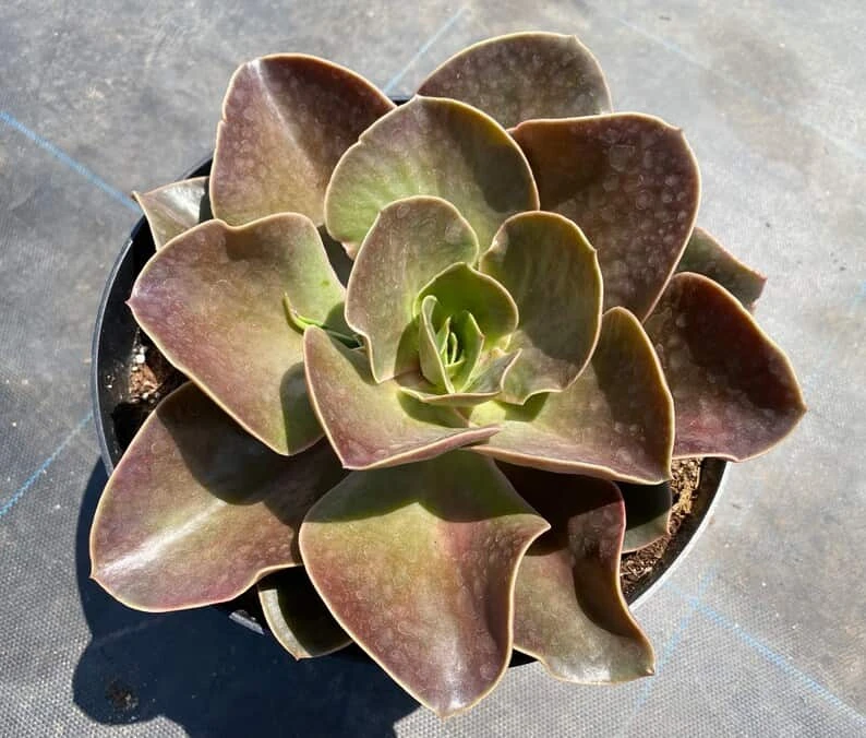 Mature Echeveria Fireglow - Image 6