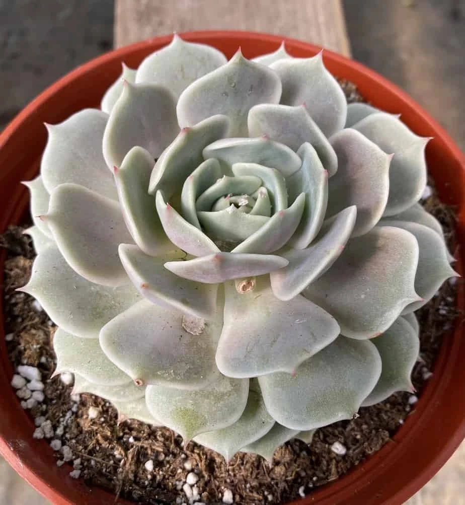 Mature Succulent Plant Echeveria Lola. - Image 6