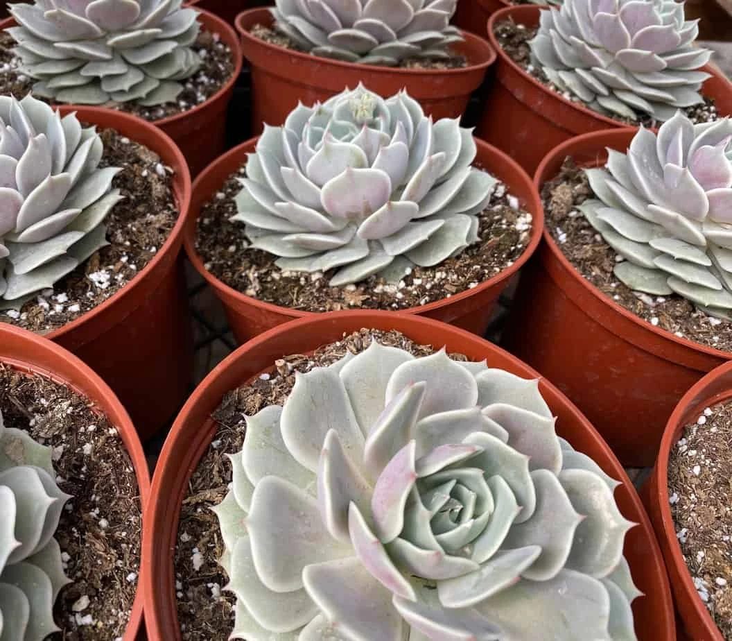 Mature Succulent Plant Echeveria Lola. - Image 5