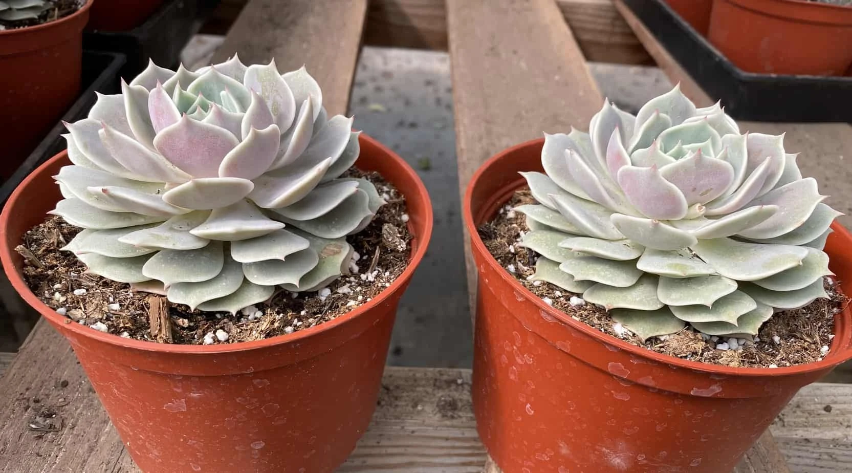 Mature Succulent Plant Echeveria Lola. - Image 4