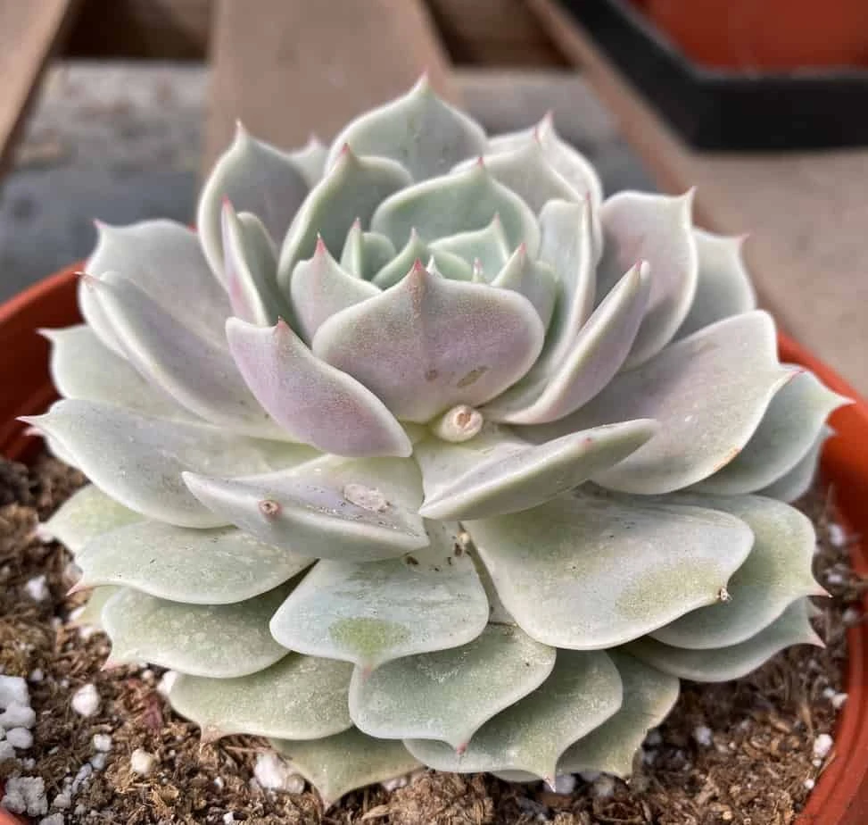 Mature Succulent Plant Echeveria Lola.