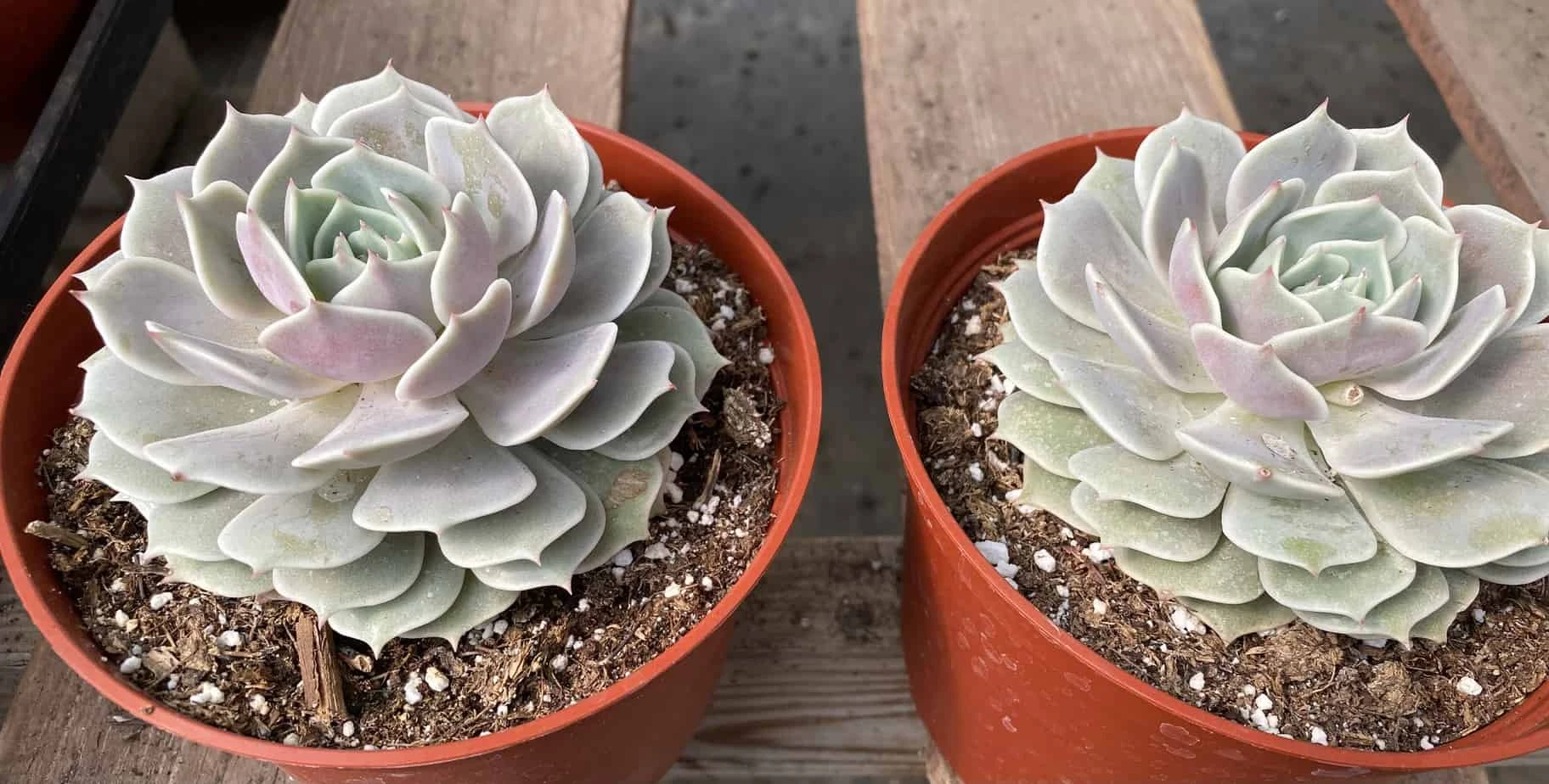 Mature Succulent Plant Echeveria Lola. - Image 7