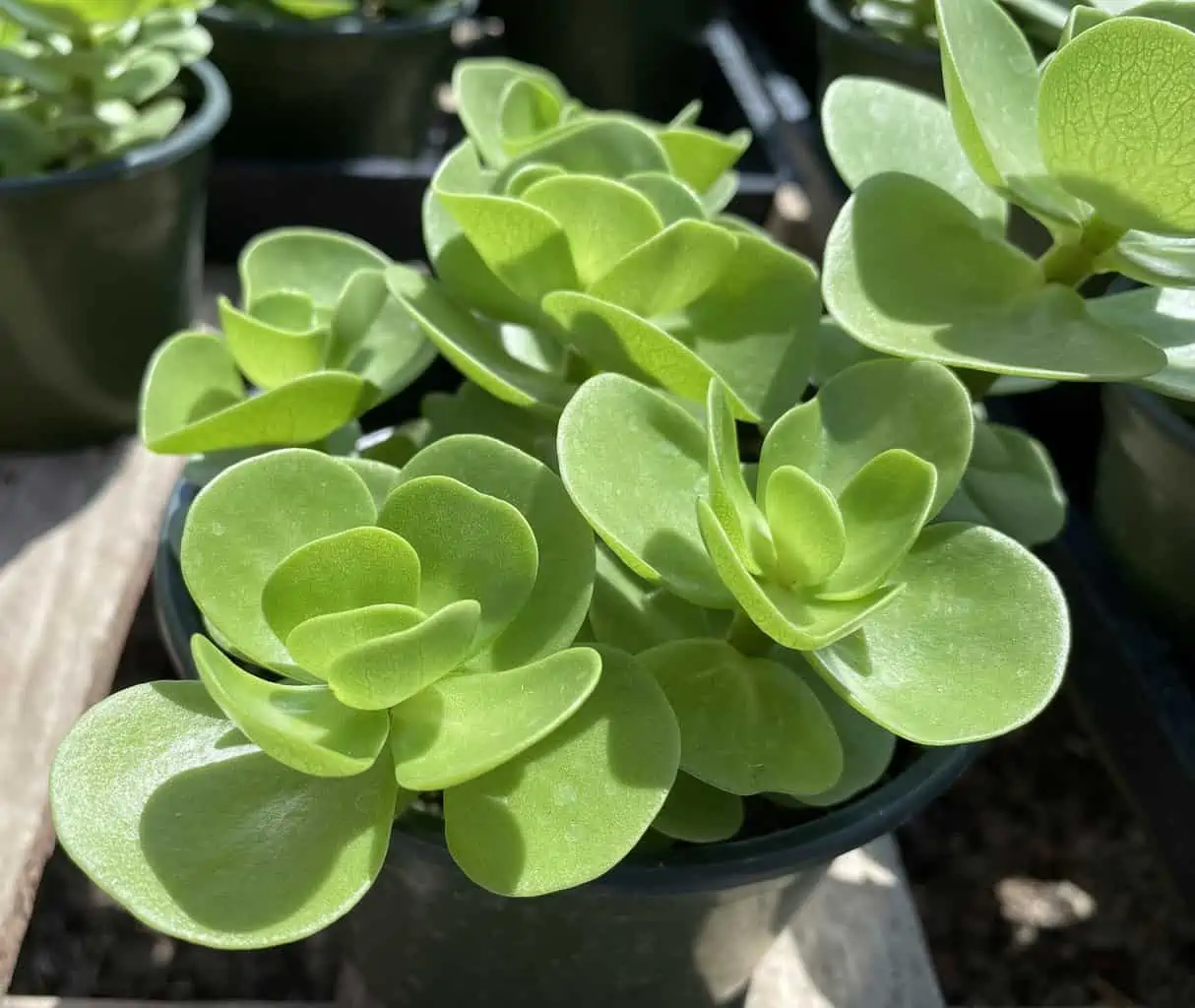 Succulent Plant Mature Sedum Sun Sparkler - Image 9