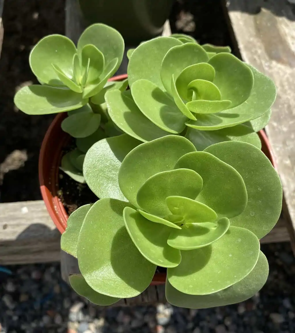 Succulent Plant Mature Sedum Sun Sparkler