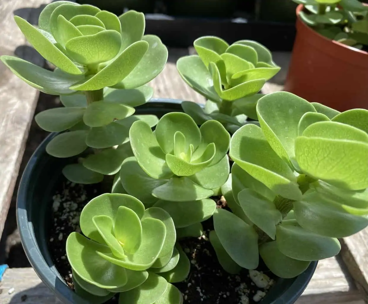 Succulent Plant Mature Sedum Sun Sparkler - Image 8