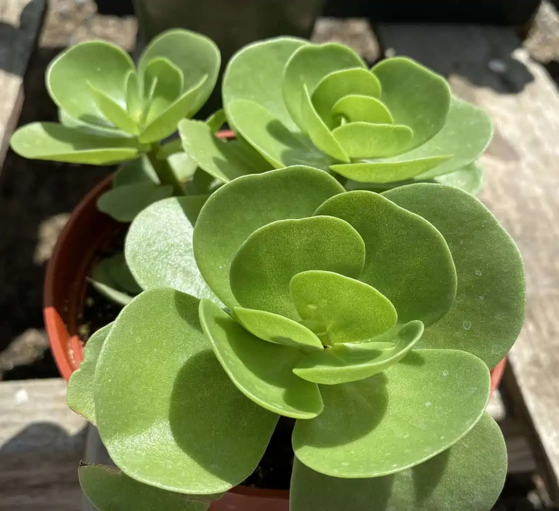 Succulent Plant Mature Sedum Sun Sparkler - Image 7