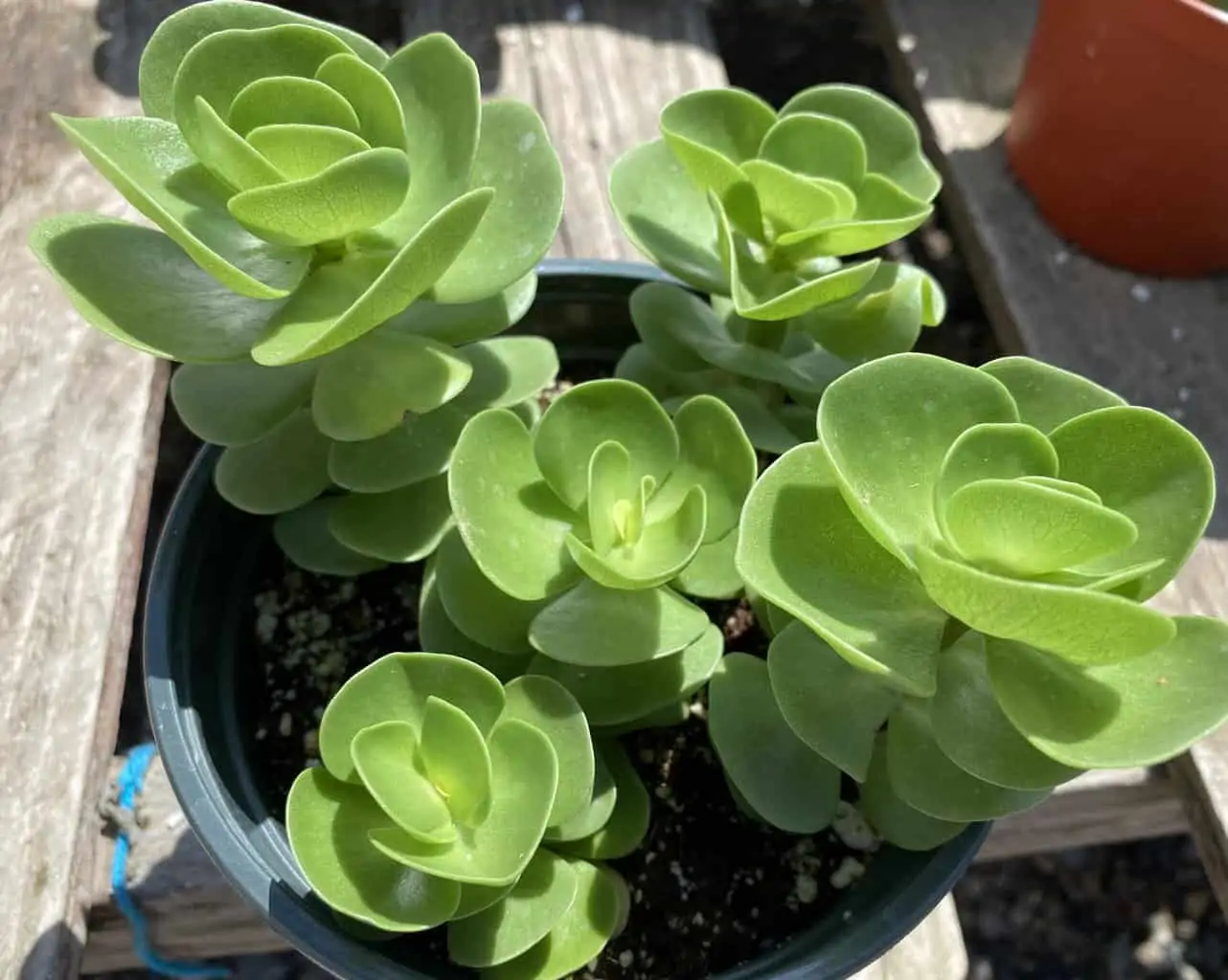 Succulent Plant Mature Sedum Sun Sparkler - Image 6