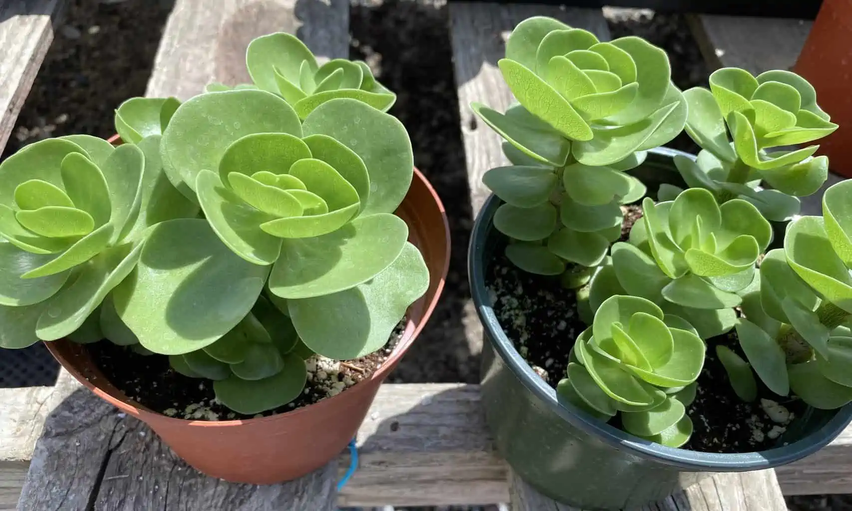 Succulent Plant Mature Sedum Sun Sparkler - Image 5