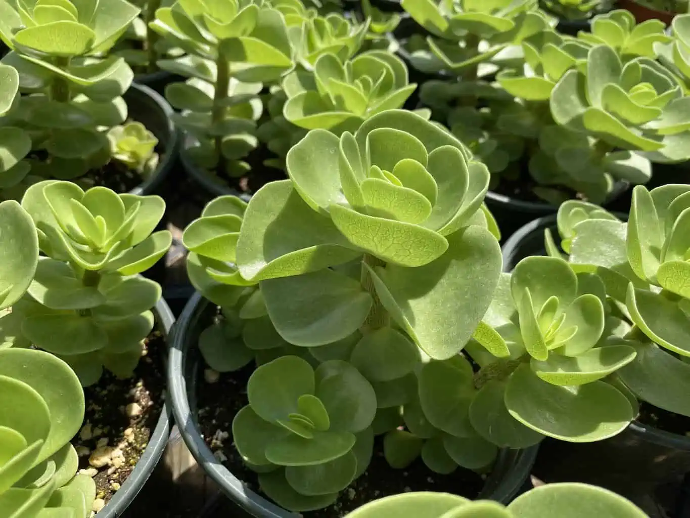 Succulent Plant Mature Sedum Sun Sparkler - Image 3